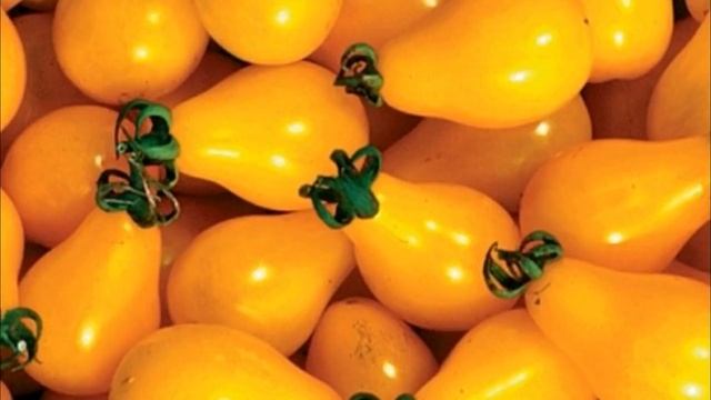 Наиболее вкусные сорта томатов смотреть онлайн