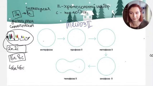 Мейоз. Разбор заданий | БИОЛОГИЯ ЕГЭ | Лина Клевер смотреть онлайн