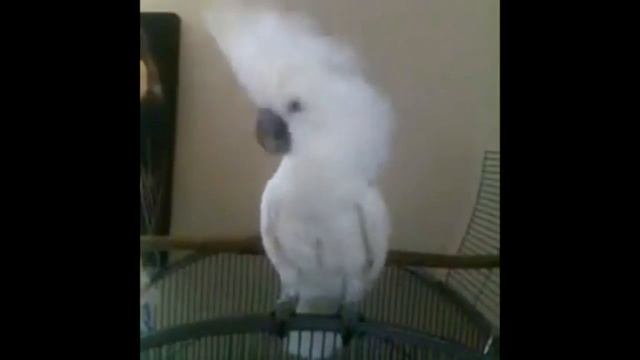 Попугай танцует смешное видео смотреть онлайн