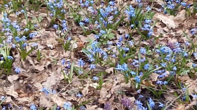 Ура весна. Голубое покрывало из подснежников! смотреть онлайн