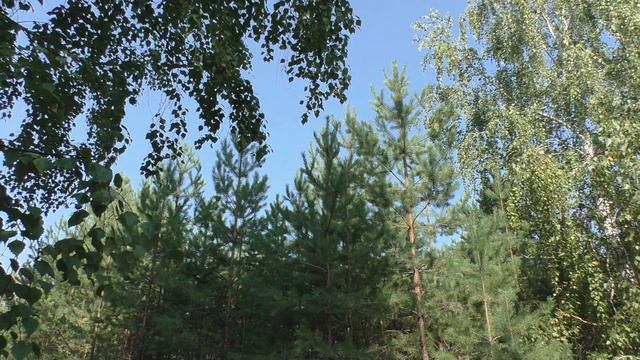 Tascam X8 Field Recording: Birds. Звуки природы, деревня, пение птиц.