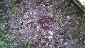 Как я избавляюсь от медведки в теплице