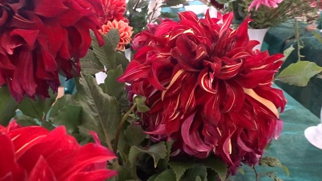 Dahlia ´Bohemian Spartacus´ смотреть онлайн