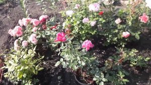 Цветение розы Ред Наоми и других роз