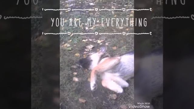 Лучшие друзья человека смотреть онлайн