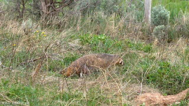 4K African Wildlife: What Happen Next In Nature | Wildlife Secrets - Relaxing Nature In 4K#2