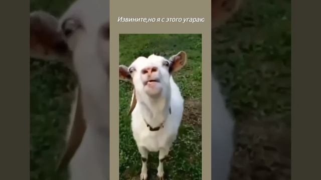? Милые,смешные животные ? смотреть онлайн