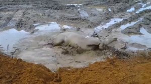 Собаки в грязи