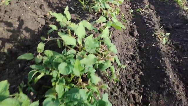 Окучивание по ооочень твердой земле. Что делать если земля бетон? дисковые vs стрельчатые окучники смотреть онлайн