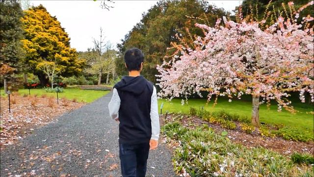 Malus floribunda, Auckland Botanic Gardens смотреть онлайн