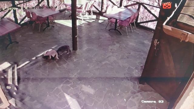 С 8 марта, котята смотреть онлайн
