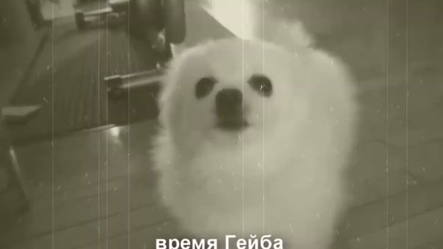 ВИТЕ НАДО ВЫЙТИ (Пёс, Гейб) смотреть онлайн