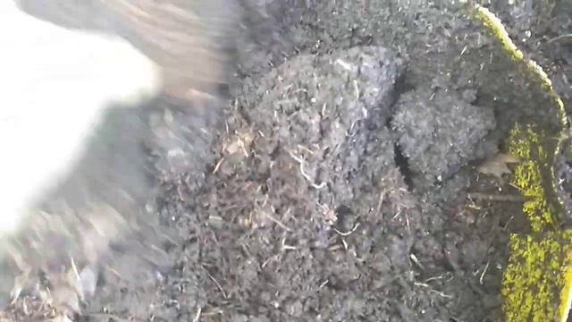 Где будет зимовать крупнолистная гортензия. смотреть онлайн