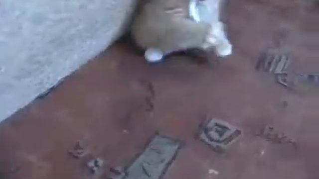 Котик курит смотреть онлайн