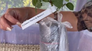 Питомник «Вокруг роз», уникальные саженцы!