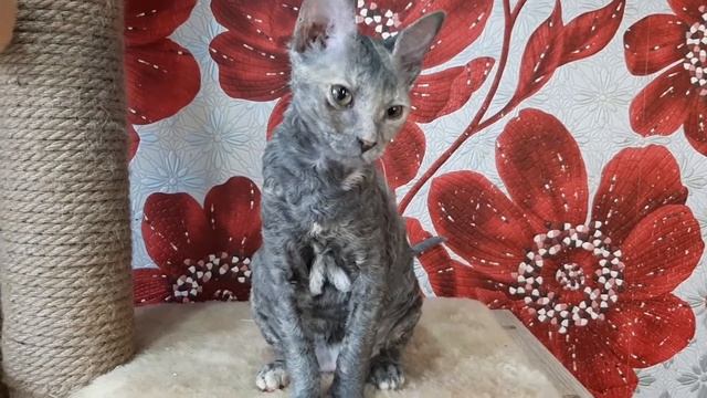 Ласковые кошки уральский рекс! смотреть онлайн