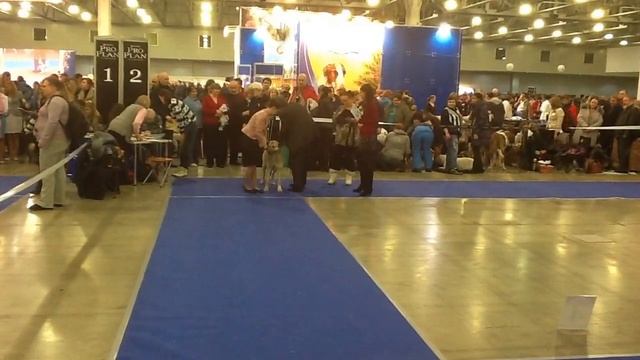 Анатолийские овчарки на шоу Чемпионов "Золотой Ошейник" смотреть онлайн