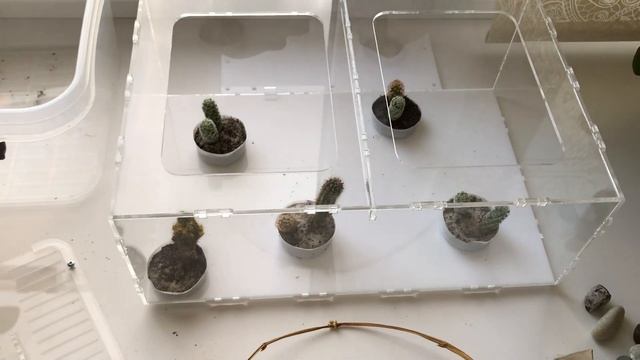 ДЕКОРИРУЮ АРЕНУ. ЖИВЫЕ КАКТУСЫ смотреть онлайн