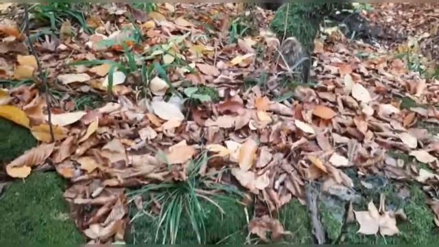 Отдых в осеннем лесу, в горах. смотреть онлайн