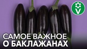 СЕКРЕТЫ ПОСЕВА И ВЫРАЩИВАНИЯ БАКЛАЖАНОВ, которые гарантируют огромный урожай!