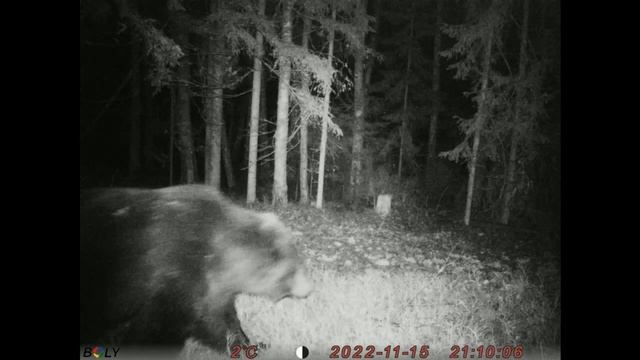 Бурый медведь, живущий в пойме реки Юровка, 3 декабря еще не спал! смотреть онлайн