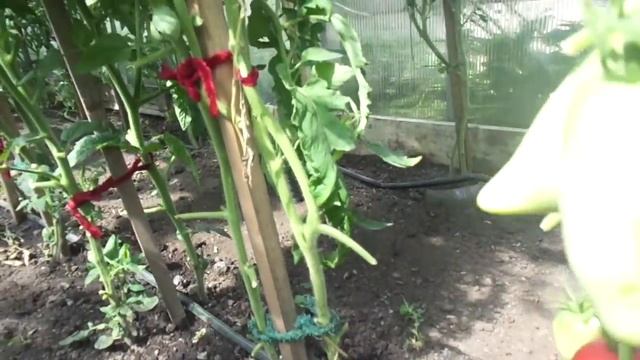 МОЯ ТЕПЛИЦА С ТОМАТАМИ СЕГОДНЯ, 17 ИЮЛЯ. Ольга Чернова. смотреть онлайн