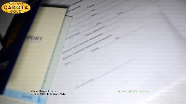 Как оформить современный новый паспорт на кошку или собаку смотреть онлайн