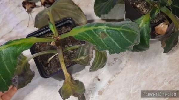 ГЛОКСИНИИ. Признаки перелива.