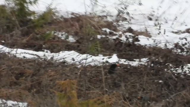 №3224 29 03 2023 Черный дрозд и дрозды рябинники смотреть онлайн