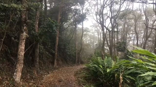 Пик Виктория. Гонконг. Крутая природа смотреть онлайн