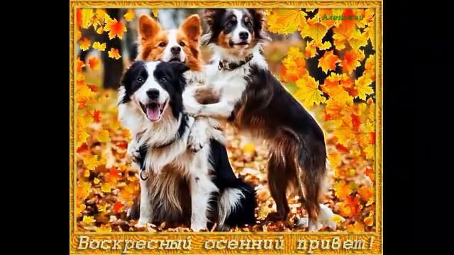 ТЁПЛЫЙ, ПОЗИТИВНЫЙ ОСЕННИЙ ПРИВЕТ смотреть онлайн
