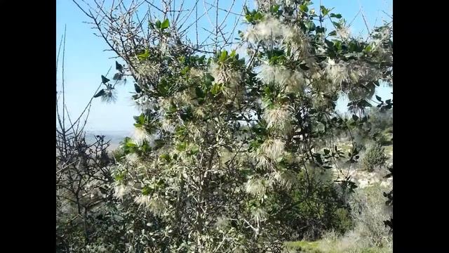 Это удивительная красота.... смотреть онлайн