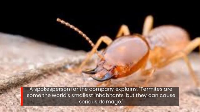 Professional Termite Inspection and Treatment Services - Mike’s Pest Control In McAlester OK смотреть онлайн