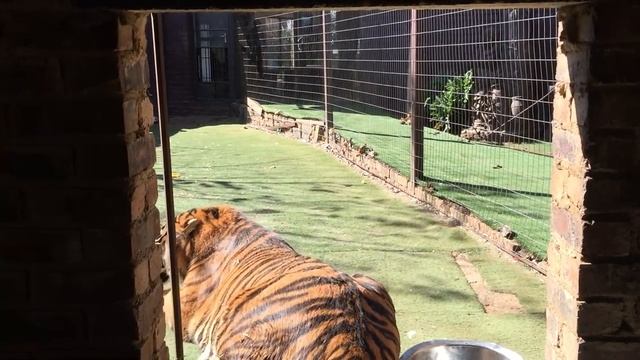 Tiger looking for trouble смотреть онлайн