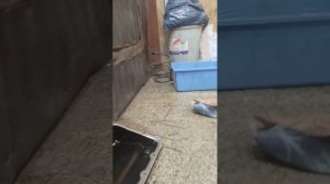 замена масла АКПП на крайслер таун кантри