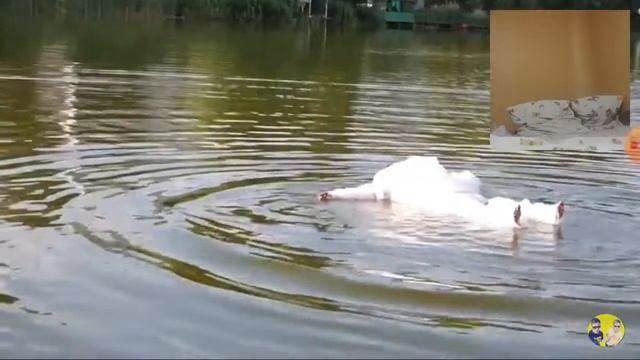 Просмотр видео весёлые и фикус смотреть онлайн