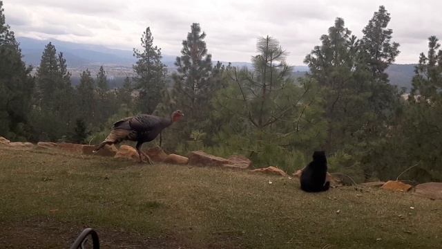 Дикая индейка и удивленный кот. смотреть онлайн