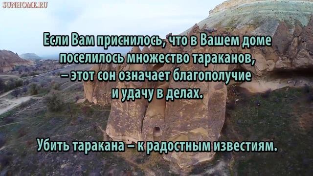 К чему снится Таракан сонник, толкование сна смотреть онлайн