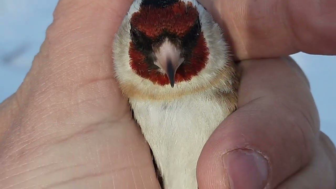 Ловля щеглов 26.03.2022 год. смотреть онлайн