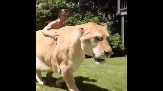 Маленький Котенок смотреть онлайн