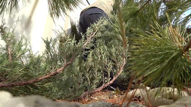 МОЖЖЕВЕЛЬНИКИ ОБРЕЗКА.ИЗМЕЛЬЧИТЕЛЬ ДЛЯ ВЕТОК. смотреть онлайн