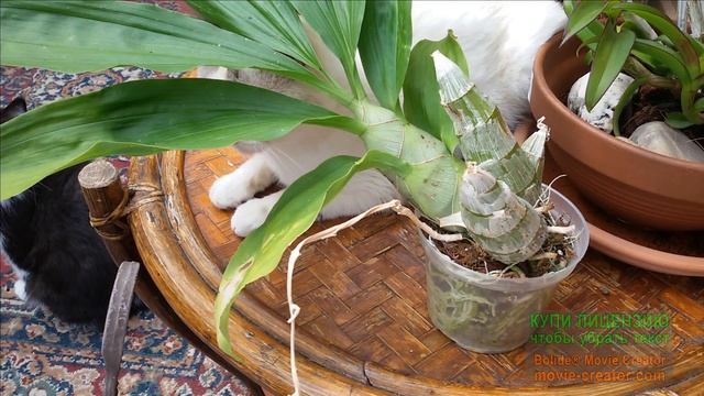 Орхидея КАТАСЕТУМ, правильный ПОЛИВ орхидеи в разные фазы развития.