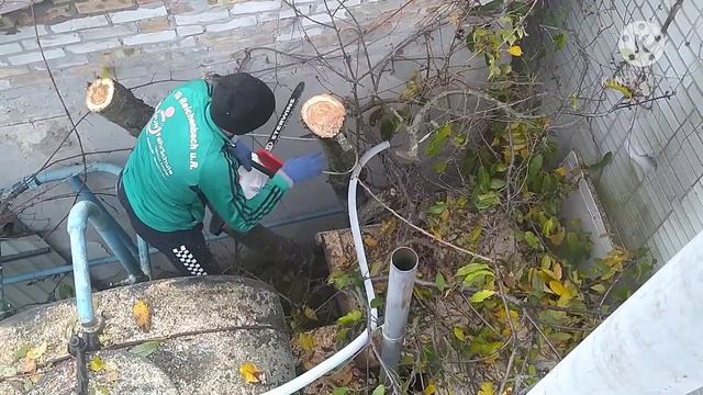 Обрезка деревьев. ТРЕШ Контент! Спил, удаление дерева. Корчевание пня!Как спилить дерево. смотреть онлайн