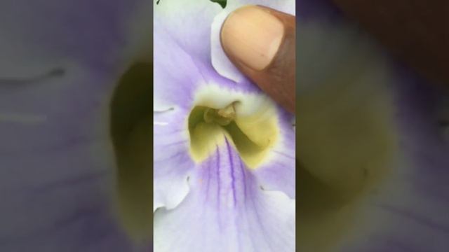 "🌸💙The Blue Trumpet Vine 🌸💙" смотреть онлайн