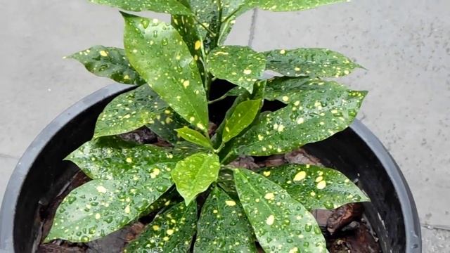 Gold Dust Croton - Codiaeum Variegatum