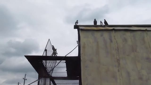 Курские турманы 22 смотреть онлайн