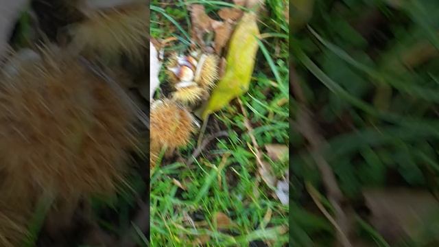 нашла дерево?с плодами наподобие каштана, но семена достаточно мелкие ??? смотреть онлайн