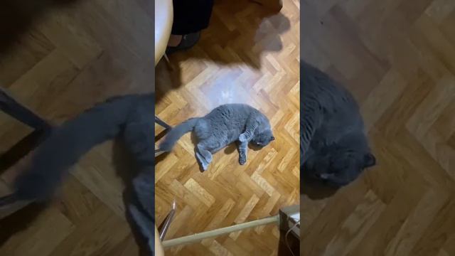 Замирают с открытым ртом........!!! #shots #shots О котах#shots смотреть онлайн