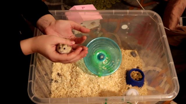 КРЫСЯТАМ 3 ДНЯ ОТ РОДУ / НЕ УДЕЛЯЮ ВРЕМЯ СВОИМ ПИТОМЦАМ? смотреть онлайн