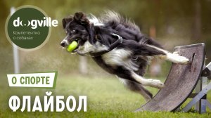 Флайбол – О спорте